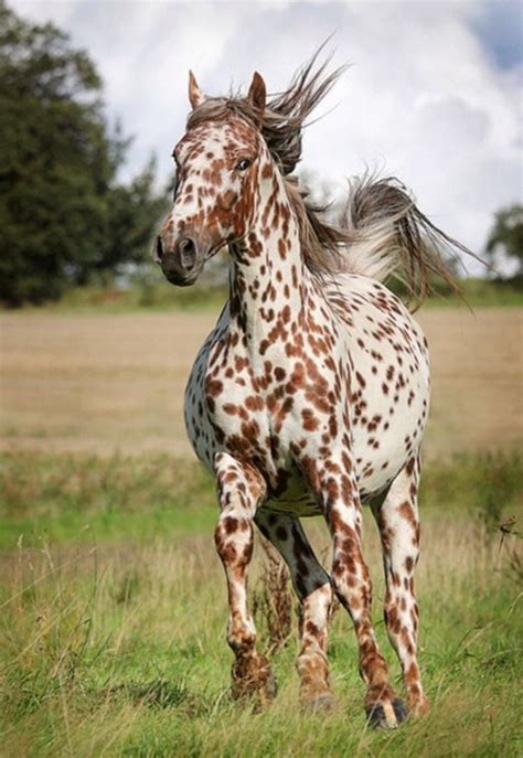 Magnifique cheval | Appaloosa horses, Horses, Pretty horses