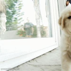 Golden Retriever GIFs - Find & Share on GIPHY