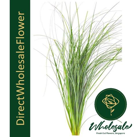 BEAR GRASS - Flower Wholesale in Singapore