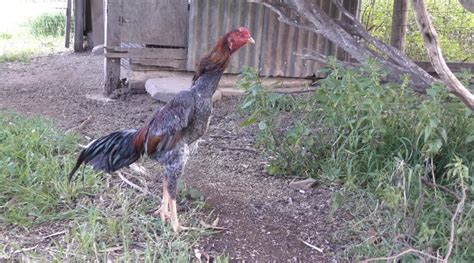 Shamo Chicken: Eggs, Height, Size and Raising Tips