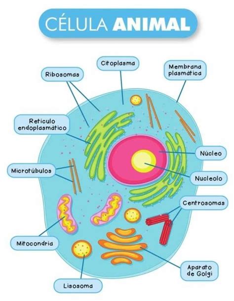 Dibujo De La Celula Animal Y Sus Partes | Images and Photos finder