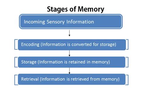 Stages of Memory - Psychestudy