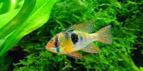 How To Treat Ich In Fish - Symptoms, Prevention, & Treatment | Home Aquarium Guide