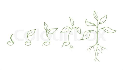 Kidney bean plant growth phases. ... | Stock vector | Colourbox