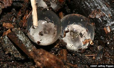 Marbled Salamander (Ambystoma opacum)