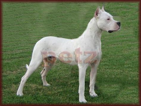 Celebrity Fashion Fame: Dogo Argentino Rescue