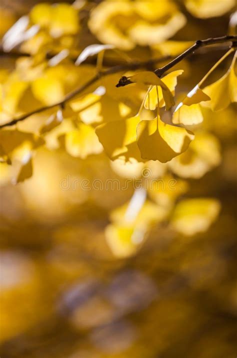 Defocused Fall Ginkgo Tree Golden Yellow Leaves in Autumn Stock Photo - Image of bokeh, blurred ...