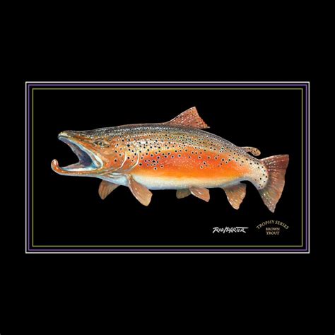 Brown Trout | Fish Art Prints by Rod McArter