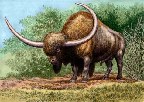 Bison latifrons by https://www.deviantart.com/willemsvdmerwe on @DeviantArt | Prehistoric ...