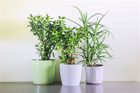 8 Ideas to Achieve a Lush Look with Tall Artificial House Plants ...