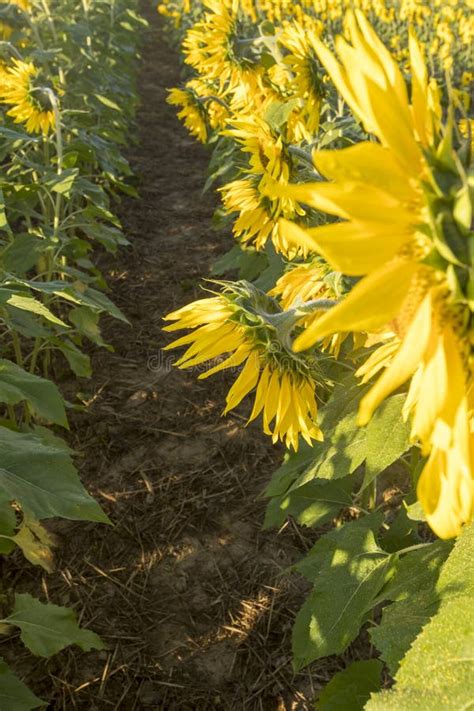 Sunflowers row stock image. Image of flora, plant, crop - 7435279