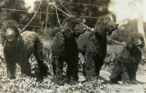 Irish Water Spaniel History: Behind the Unique Sporting Breed