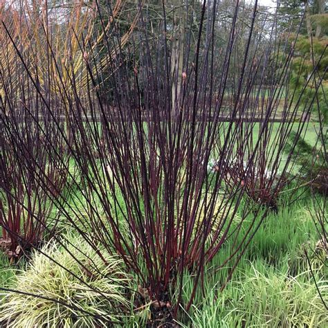 Cornus alba 'Kesselringii' | Buy Purple Stemmed Dogwood Shrubs