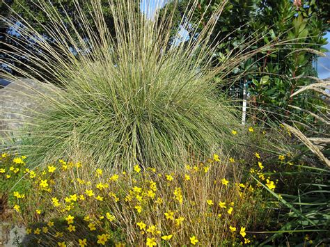 Muhlenbergia rigens - Native Plant Nursery | Novato | Home Ground Habitats