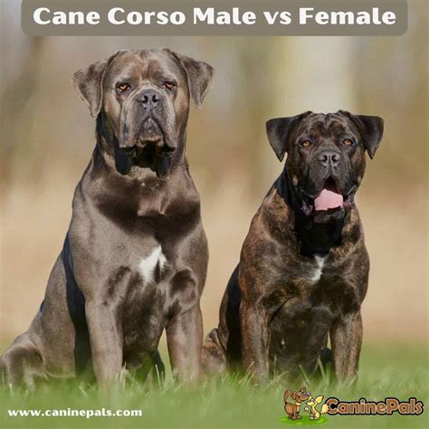 Male Vs Female Cane Corso: The Differences (With Pictures), 52% OFF