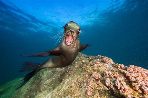 Are Sea Lions Related To Dogs