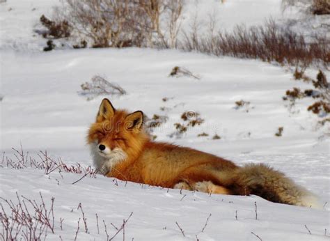 The Wildlife of Kamchatka. Kamchatka Mountains. Kamchatka Peninsula ...