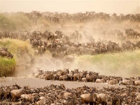 Mega Safari Deal - Trailing The Wildebeest Migration From Serengeti to Masai Mara in 2017 ...