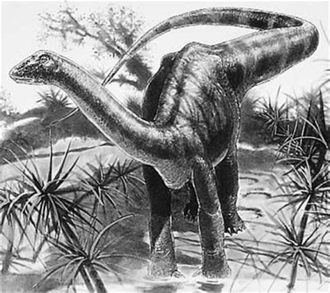 Magyarosaurus - dinoteca.com