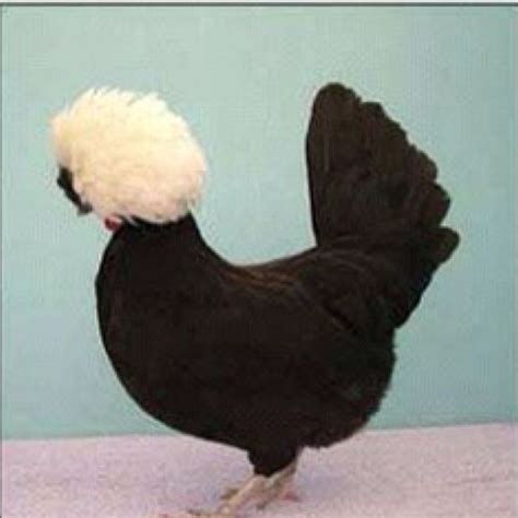 Afro chicken | Pet chickens, Beautiful chickens, Polish chicken