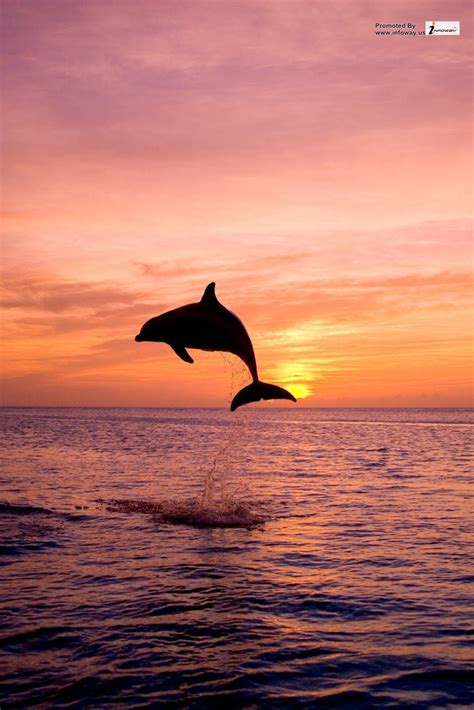 dolphins jumping in the sunset hd wallpaper | Dolphins, Beautiful scenery photography, Sunset