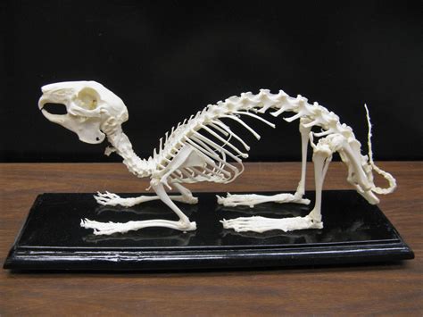 Hare Skeleton | This hare skeleton helped me with quite a fe… | Flickr