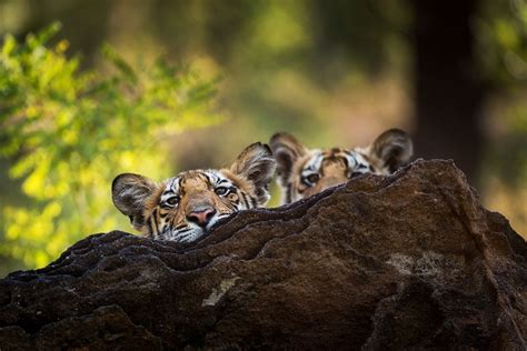 Adorable Clip of Tiger Cubs Learning to Wrestle Will Melt Your Heart on ...