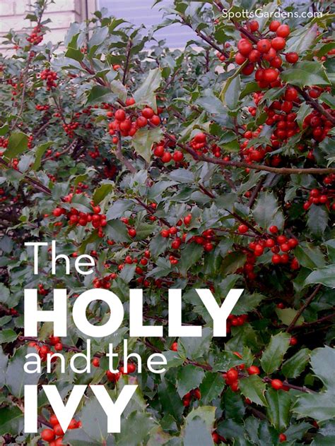 The Holly and The Ivy: Plants for the Holidays - Spotts Garden Service