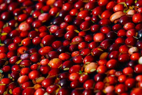 "Cranberry Harvest" by Stocksy Contributor "Raymond Forbes LLC" - Stocksy