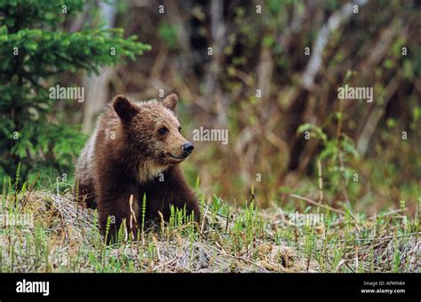 A cute grizzly bear cub sitting in a bed of horsetails Stock Photo ...