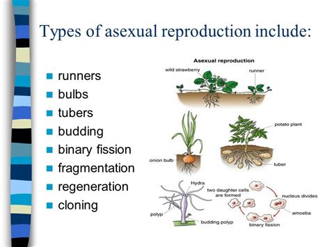 What Is Asexual Reproduction Types Examples Characteristics Updated - Riset