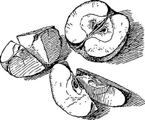 Apple, Sliced, Slices, Fruit, Food, Sweet, Ripe | Ink pen drawings ...