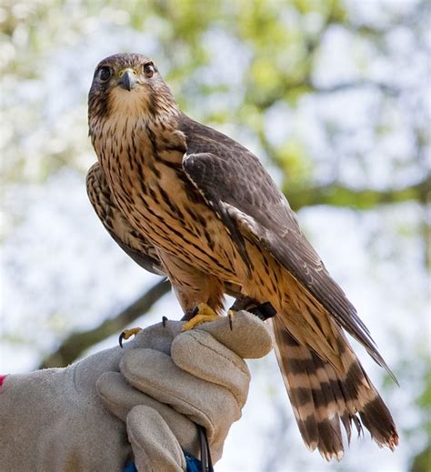 Merlin Falcon | Flickr - Photo Sharing!