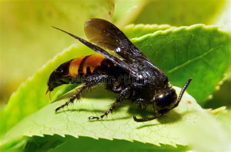 Asian Giant Hornet with Sting Stock Image - Image of macro, hymenoptera ...