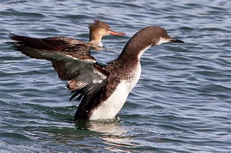 East Gwillimbury CameraGirl: Common and Pacific Loons