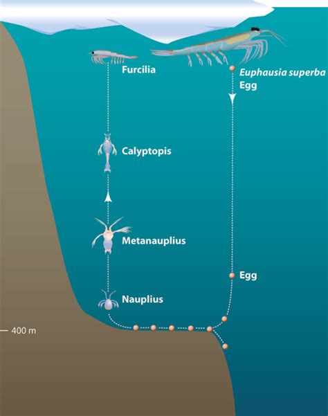 The Ozone Hole