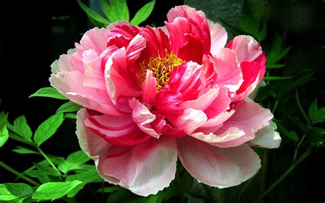 🔥 [70+] Peony Flower Wallpapers | WallpaperSafari