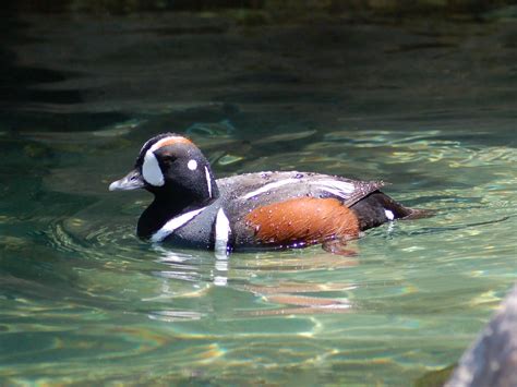 The Online Zoo - Harlequin Duck