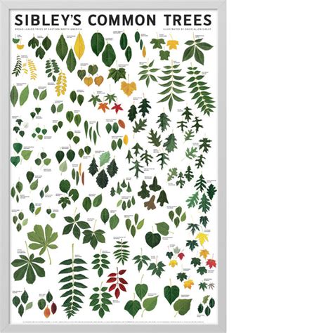 Sibley’s Common Trees of Eastern North America Poster – Scott & Nix