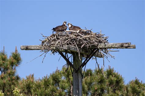 The Vineyard Gazette - Martha's Vineyard News | Osprey Nest in Record ...