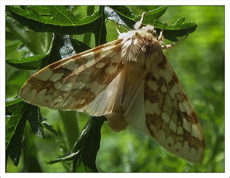 Moths of the Adirondack Mountains | Spotted Tussock Moth (Lophocampa ...