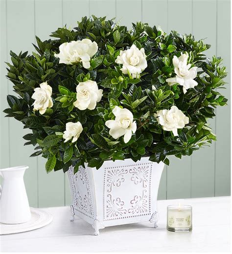 Gardenia Flower Delivery | Gardenia Bouquets | 1800Flowers