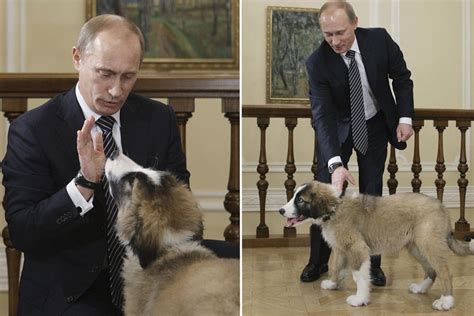 Boy names Putin's new puppy Buffy | Stuff.co.nz