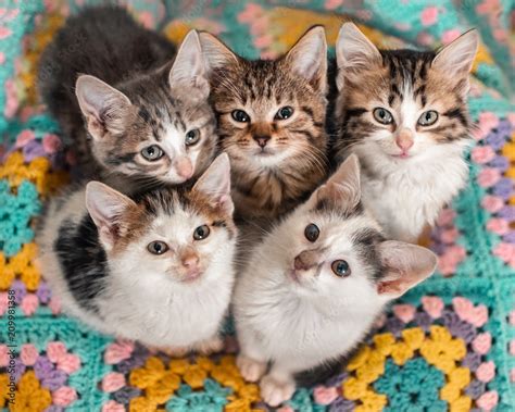 Five kittens cutely huddled together on a colourful blanket Stock Photo ...