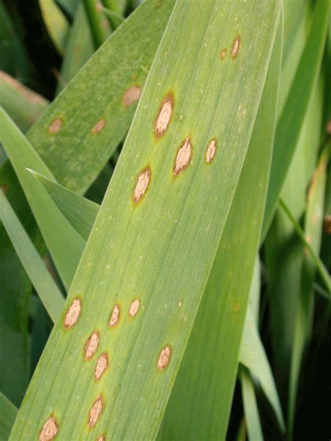 Bearded Iris Diseases - Image to u