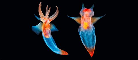 The Beautiful and Ferocious Sea Angel | Critter Science