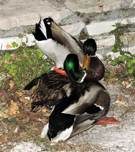 Free Images : wildlife, love, beak, couple, fauna, duck, animals ...