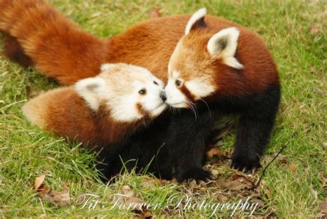 Panda Kiss | Red panda cute, Animals beautiful, Cute baby animals