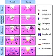A functional chitosan-based hydrogel as a wound dressing and drug ...