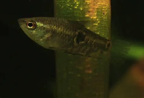 Parasphaerichthys ocellatus – Eyespot Gourami — Seriously Fish